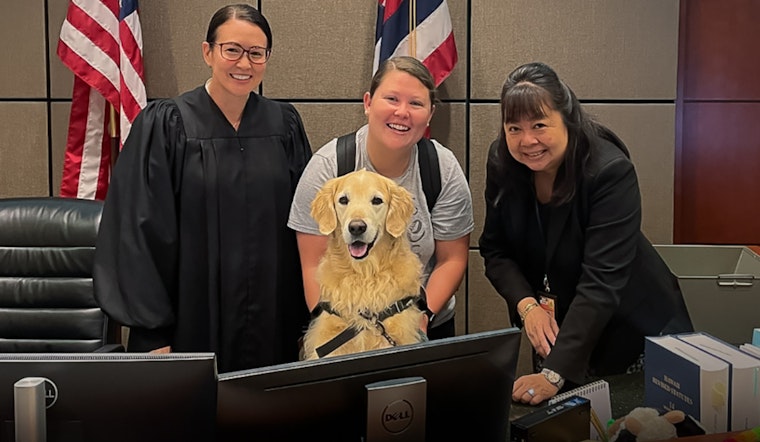 Golden Retriever Tuukka Brings Solace to Kapolei Family Court, Aiding Children and Families Amidst Trials