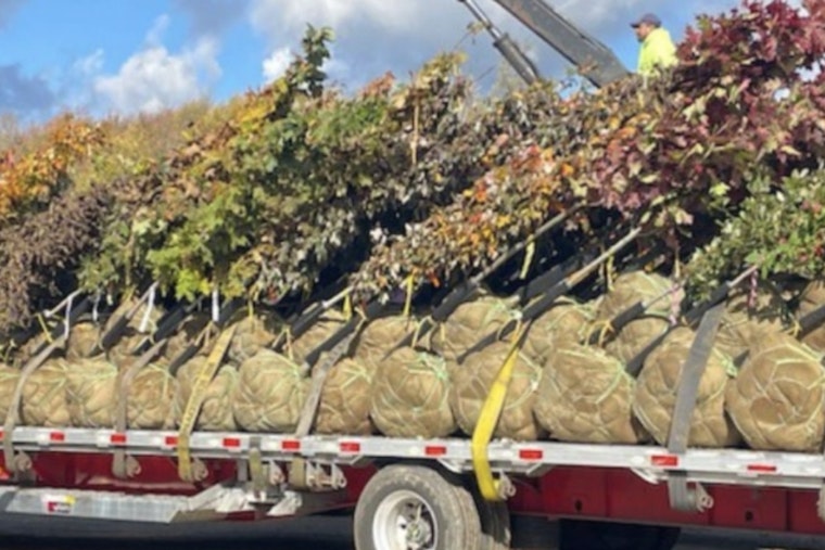 Gov. Hochul's Green Initiative Boosts NY Landscape with 1,650 New Trees Across 49 Municipalities