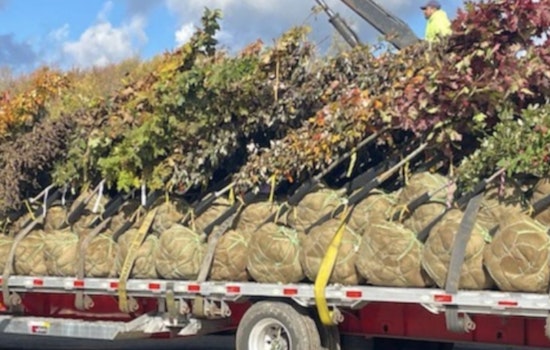 Gov. Hochul's Green Initiative Boosts NY Landscape with 1,650 New Trees Across 49 Municipalities