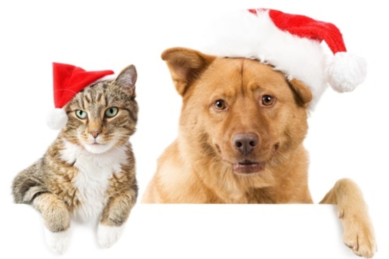 Grand Prairie Animal Shelter Launches "Fill Their Stockings Campaign" to Support Pets Waiting for Adoption