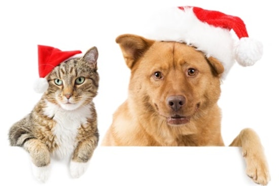 Grand Prairie Animal Shelter Launches "Fill Their Stockings Campaign" to Support Pets Waiting for Adoption