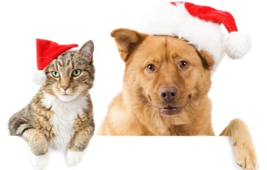 Grand Prairie Animal Shelter Launches "Fill Their Stockings Campaign" to Support Pets Waiting for Adoption