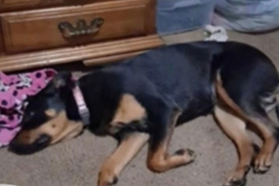 Gresham Police Appeal for Help to Find Puppy Stolen in Robbery