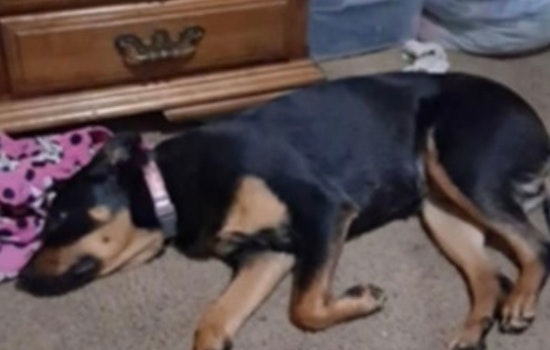 Gresham Police Appeal for Help to Find Puppy Stolen in Robbery