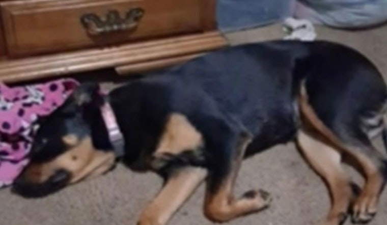 Gresham Police Appeal for Help to Find Puppy Stolen in Robbery