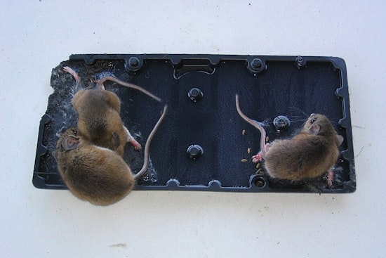 Gross-Ery Shock: Dead Mice On Glue Trap At Dallas Grocery