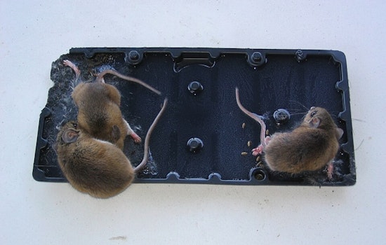 Gross-Ery Shock: Dead Mice On Glue Trap At Dallas Grocery