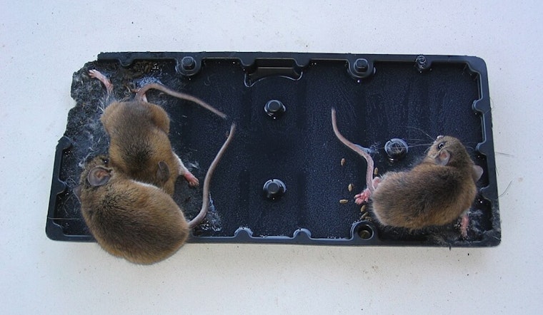 Gross-Ery Shock: Dead Mice On Glue Trap At Dallas Grocery