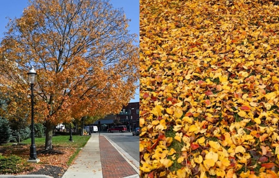 Grove City Launches Leaf Collection in Area 2: Residents Urged to Prepare for Pickup