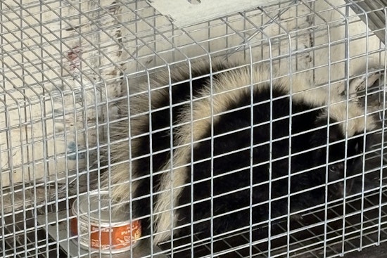 Harbor Stink at Hilo Pier: Skunk Stowaway Snared, Rabies Fears Stir