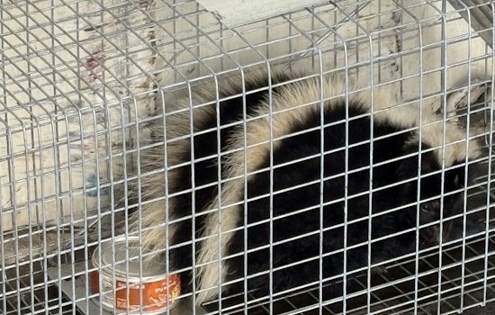 Harbor Stink at Hilo Pier: Skunk Stowaway Snared, Rabies Fears Stir