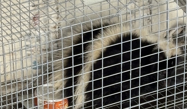 Harbor Stink at Hilo Pier: Skunk Stowaway Snared, Rabies Fears Stir