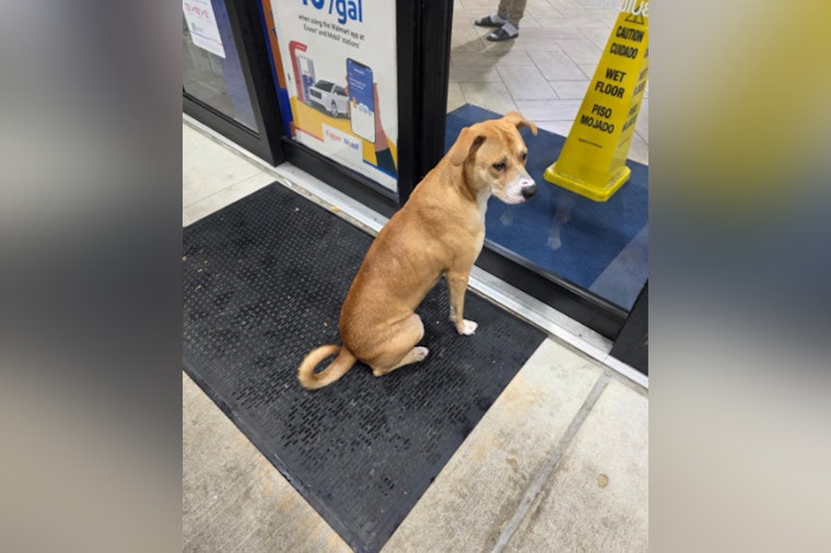 Harris County Deputies Rescue Dog Amid Storm, Seek Loving Home in Houston