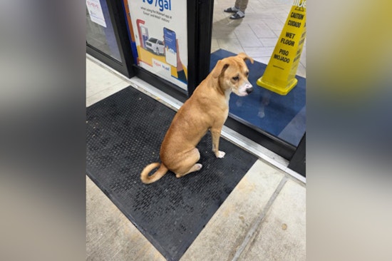 Harris County Deputies Rescue Dog Amid Storm, Seek Loving Home in Houston