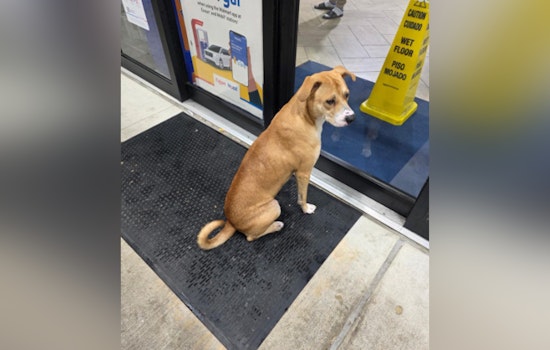 Harris County Deputies Rescue Dog Amid Storm, Seek Loving Home in Houston