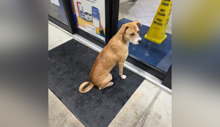 Harris County Deputies Rescue Dog Amid Storm, Seek Loving Home in Houston