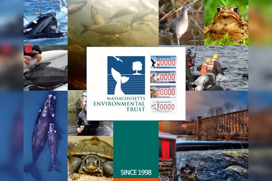 Healey-Driscoll Administration Awards $500,000 for Conservation of Massachusetts Marine Life and Habitats