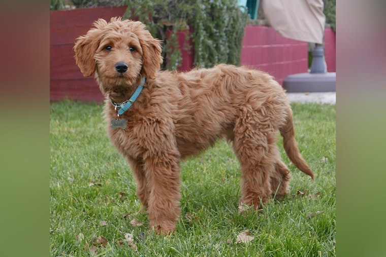 Heroic Mini Goldendoodle Alerts Family to Fire in Long Beach, Facilitating Timely Evacuations