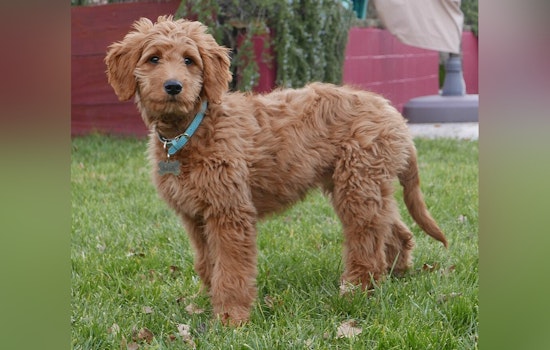 Heroic Mini Goldendoodle Alerts Family to Fire in Long Beach, Facilitating Timely Evacuations