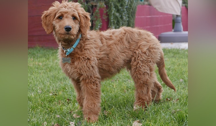 Heroic Mini Goldendoodle Alerts Family to Fire in Long Beach, Facilitating Timely Evacuations