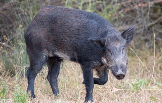 Hog Wild in Stonewall Estates: Feral Pigs Rip Up Lawns by Friedrich Park