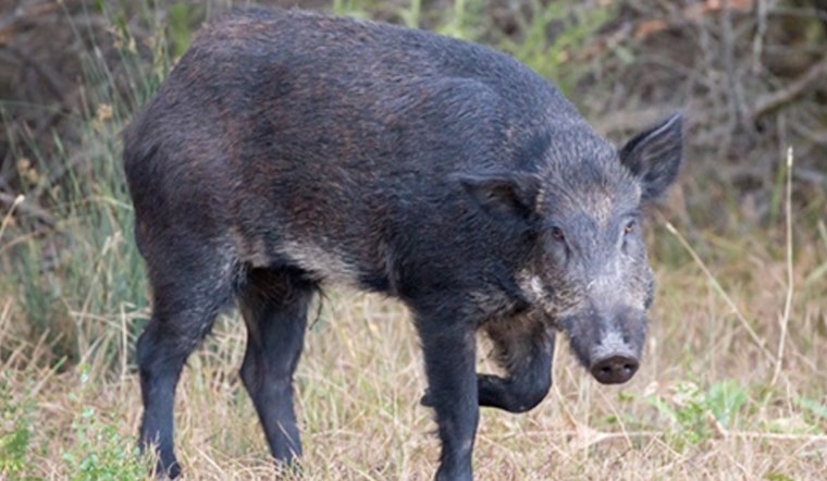 Hog Wild in Stonewall Estates: Feral Pigs Rip Up Lawns by Friedrich Park