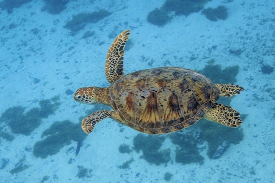 Honolulu Faces Choice As Honu Recovery Meets Cultural Claims