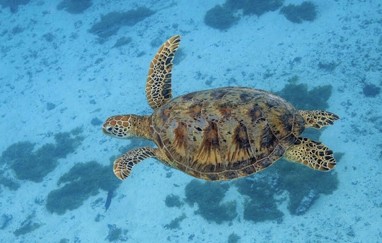 Honolulu Faces Choice As Honu Recovery Meets Cultural Claims
