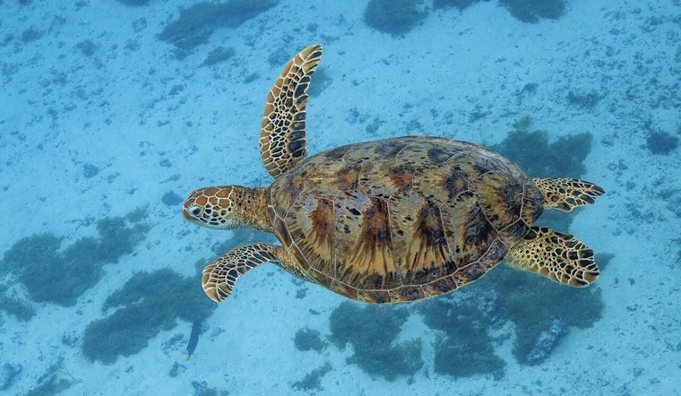 Honolulu Faces Choice As Honu Recovery Meets Cultural Claims