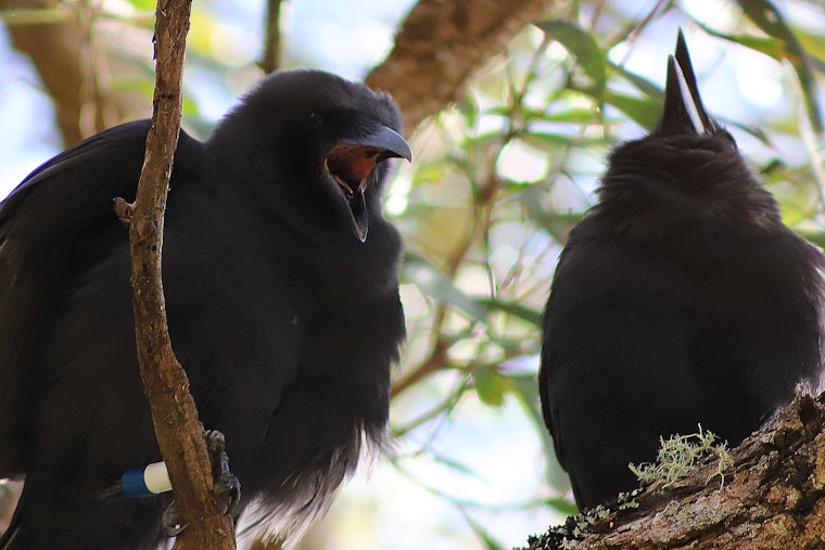 Hope Takes Flight as Two More ʻAlalā Join Wild Flock in Maui Conservation Effort