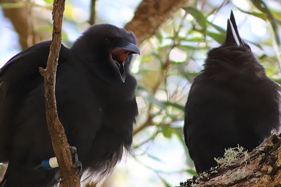 Hope Takes Flight as Two More ʻAlalā Join Wild Flock in Maui Conservation Effort