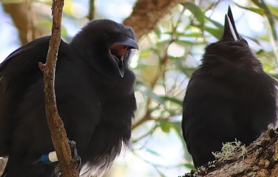 Hope Takes Flight as Two More ʻAlalā Join Wild Flock in Maui Conservation Effort