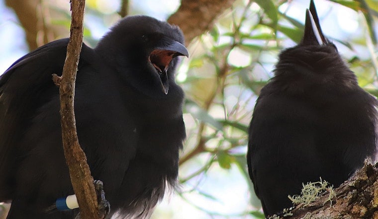 Hope Takes Flight as Two More ʻAlalā Join Wild Flock in Maui Conservation Effort
