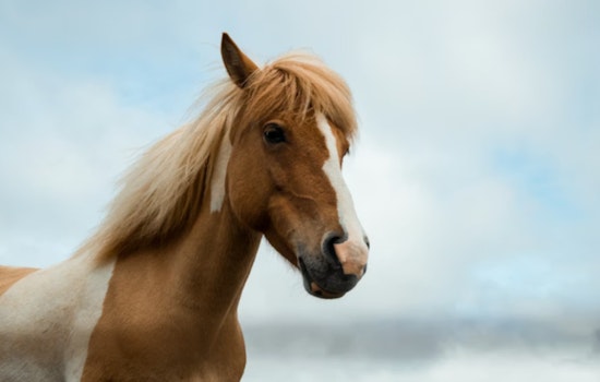 Houston Equine Community on Alert as EHV-1 Outbreak Causes Closures