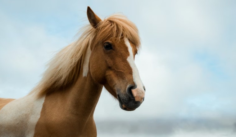 Houston Equine Community on Alert as EHV-1 Outbreak Causes Closures