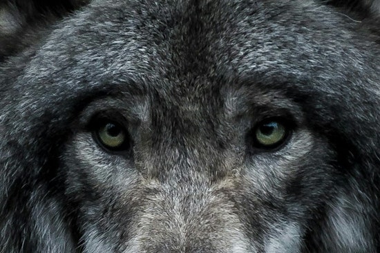 How, When, & Where Wolves Became Dogs: Expert Explains the Ancient Mystery at San Francisco Talk
