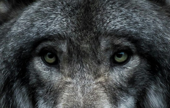 How, When, & Where Wolves Became Dogs: Expert Explains the Ancient Mystery at San Francisco Talk