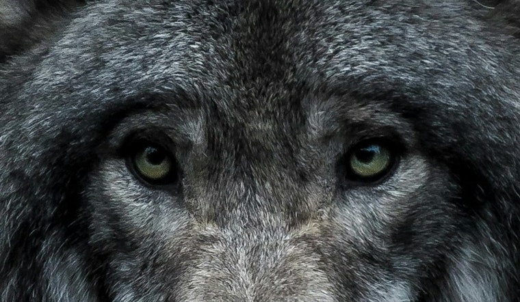How, When, & Where Wolves Became Dogs: Expert Explains the Ancient Mystery at San Francisco Talk