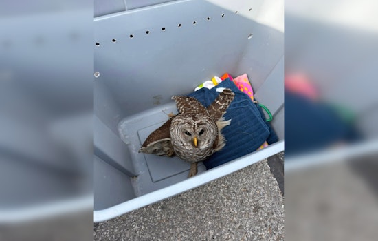 IMPD Detective Saves Injured Owl on Indianapolis Interstate, Demonstrates Compassion in Urban Wildlife Rescue
