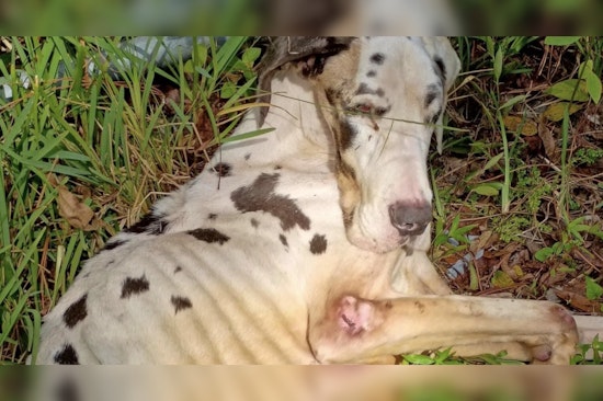 Jacksonville Authorities Seek Public Help in Great Dane Cruelty Case, Offer $8,000 Reward for Leads