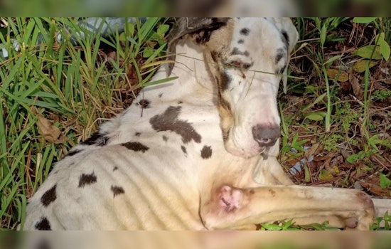 Jacksonville Authorities Seek Public Help in Great Dane Cruelty Case, Offer $8,000 Reward for Leads