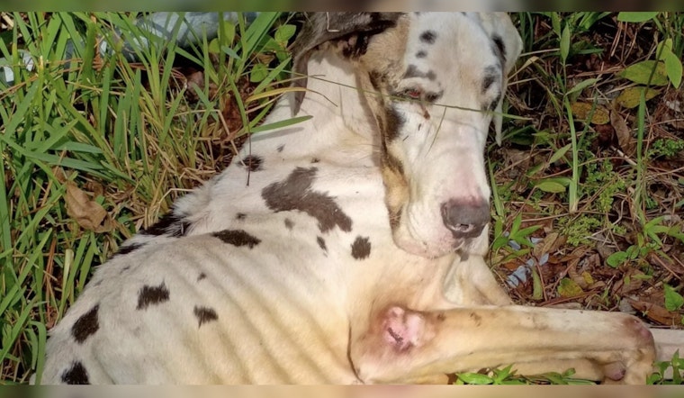 Jacksonville Authorities Seek Public Help in Great Dane Cruelty Case, Offer $8,000 Reward for Leads