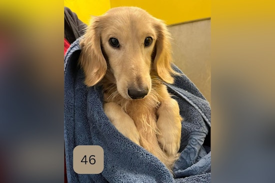 Jacksonville Welcomes Dachshund Lovers for Special Adoption Event at ACPS