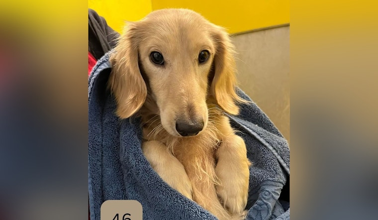 Jacksonville Welcomes Dachshund Lovers for Special Adoption Event at ACPS