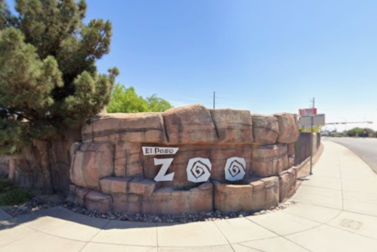 Joe Montisano Steps Down as El Paso Zoo Director Amidst Leadership Reassessment