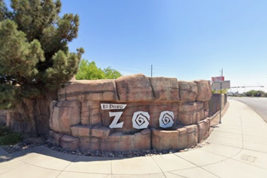 Joe Montisano Steps Down as El Paso Zoo Director Amidst Leadership Reassessment