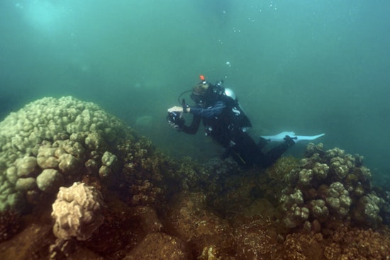 Kauaʻi Launches First Coral Restoration Nursery to Bolster Reef Health and Marine Ecosystems