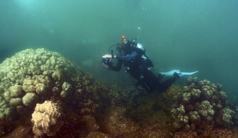 Kauaʻi Launches First Coral Restoration Nursery to Bolster Reef Health and Marine Ecosystems
