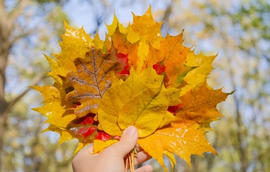 Kettering Announces Leaf Collection in District 5: Residents Advised to Prepare for Wednesday Pickup