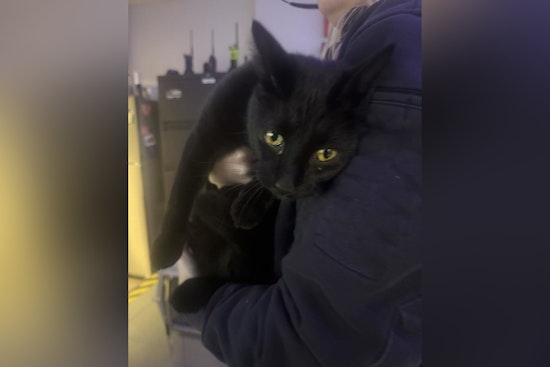 Kirkwood Community Rallies to Find Owner of Lost Microchipped Cat